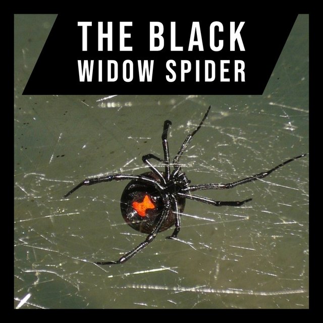 the-black-widow-spider2.jpg