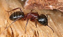 220px-Camponotus_sideview_2.jpg
