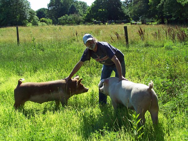 Piggies - boar, David, gilt3 crop July 2014.jpg