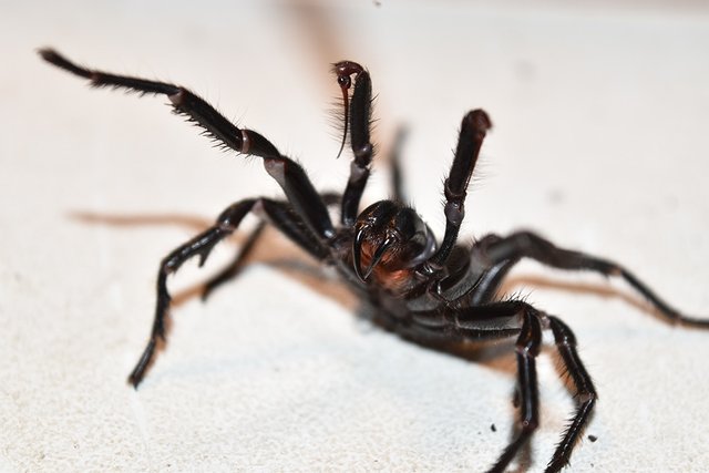 funnel-web.jpg