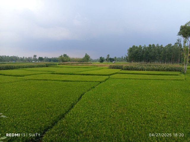 IMG-20250428-WA0002.jpg