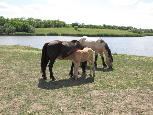 horse-75388_1280.jpg