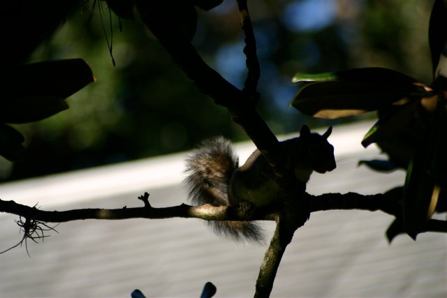 squirrel 4.jpg