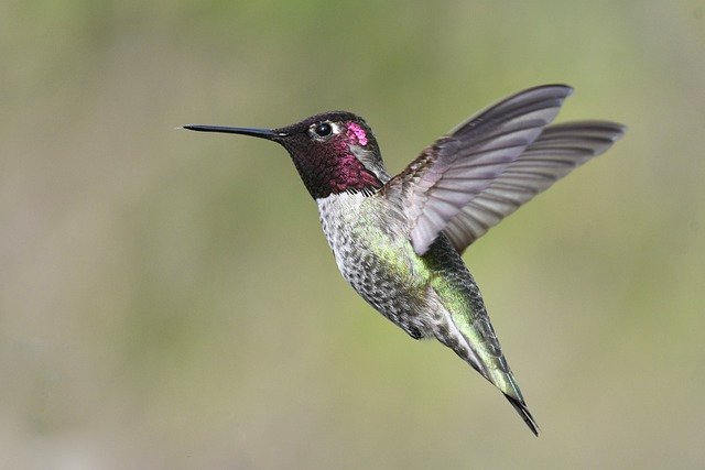 annas-hummingbird-6146187_640.jpg