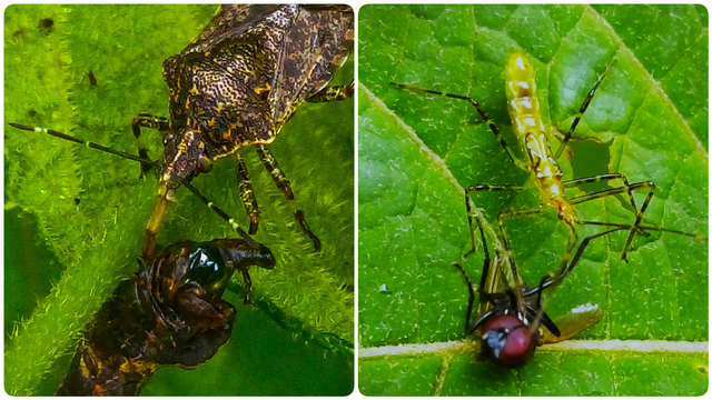 photo-collage.png (1