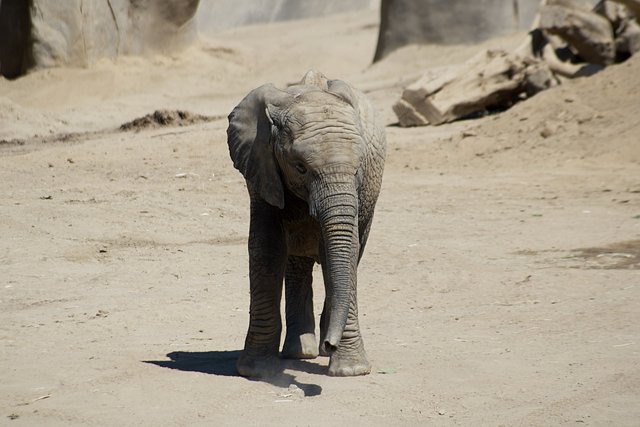 elephant-5495430_1280.jpg