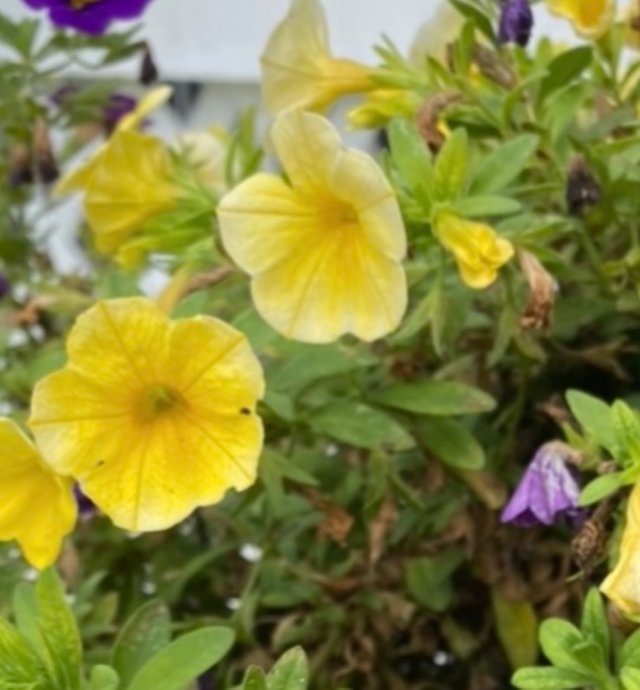 IMG_4549.jpeg