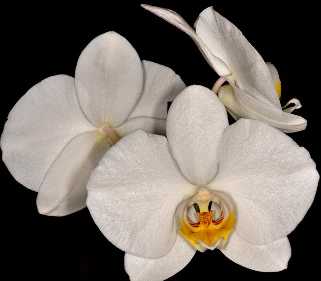 orchid a.JPG