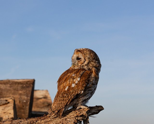 tawny-owl-8443456_1280.jpg