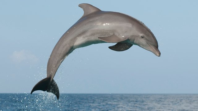 Dolphin Pic.jpg