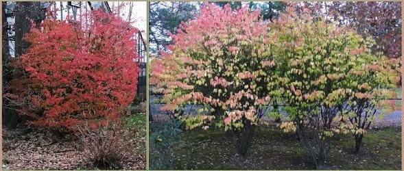 bushes in fall bordered2.jpg