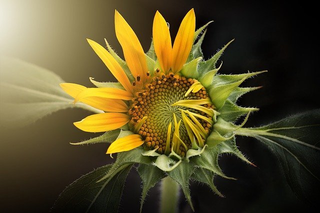 sunflower-3113318_640.jpg