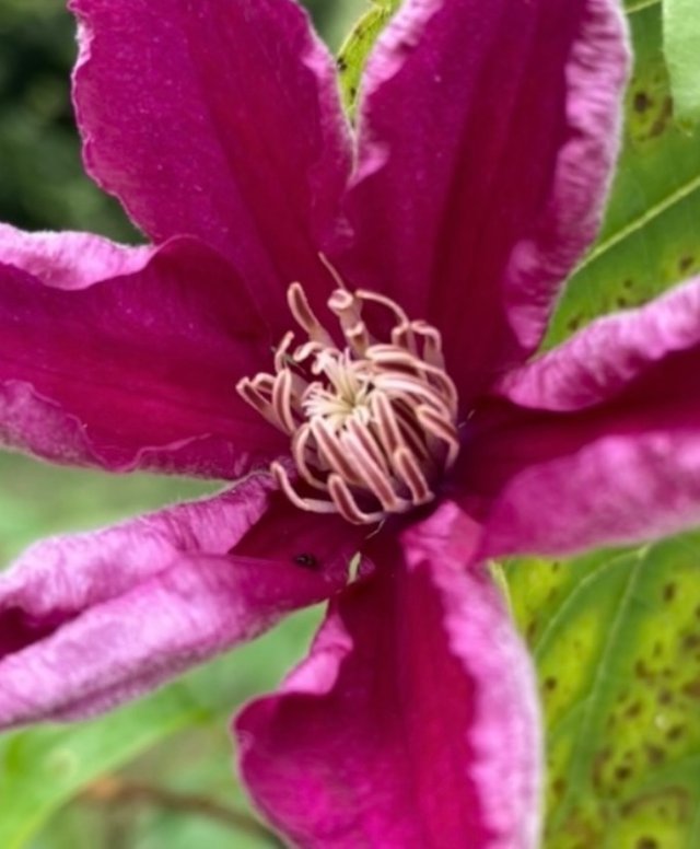 IMG_5146.jpeg