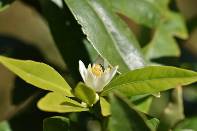 lemon tree flower bug.jpg