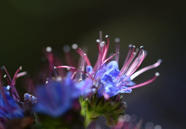 blue flower macro 2.jpg