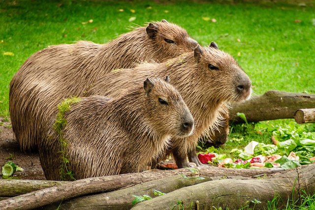 capybara-1599766_960_720.jpg