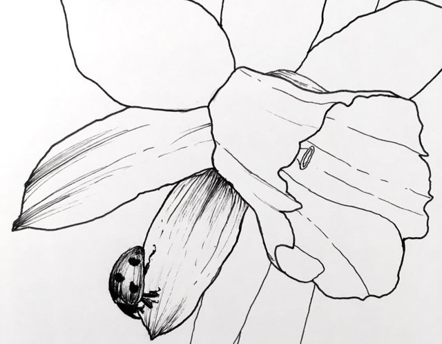 ladybug-pen-drawing.jpg