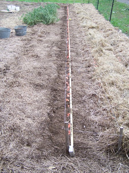 Big garden - 3 rows garlic planted crop Oct. 2018.jpg