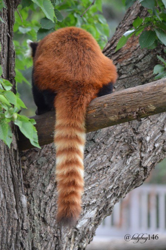 red panda (3) (1).jpg