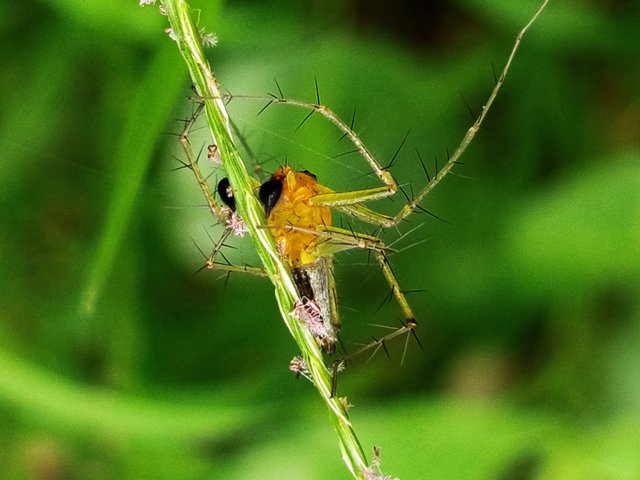spider (6).jpg