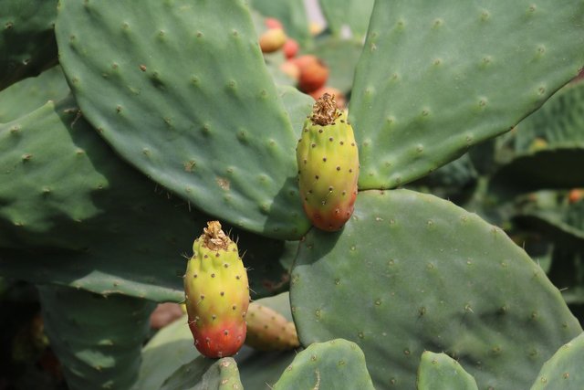 prickly-pear-gbd10a1aa1_1920.jpg