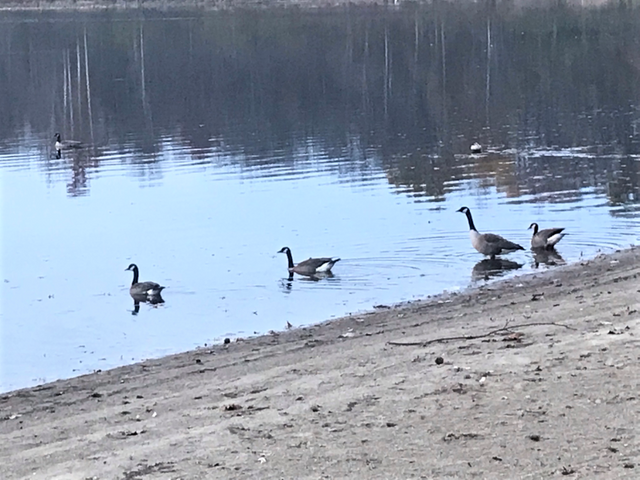 dog walk ducks (2).png