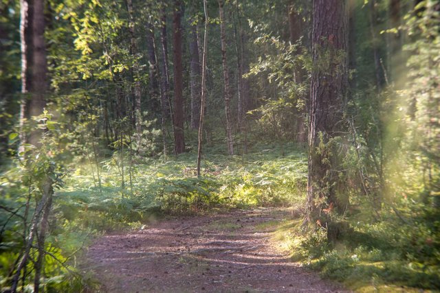 DSC00883.jpg