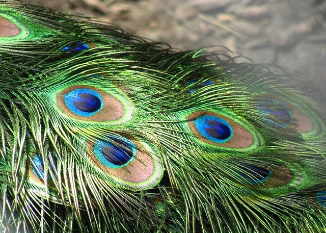 800px-Peacock_feathers_closeup1.jpg