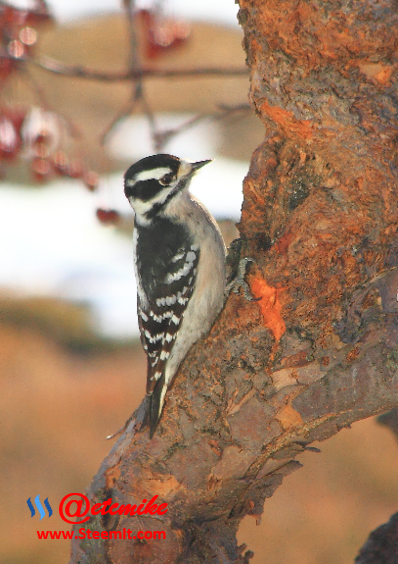Downy Woodpecker PFW12.png