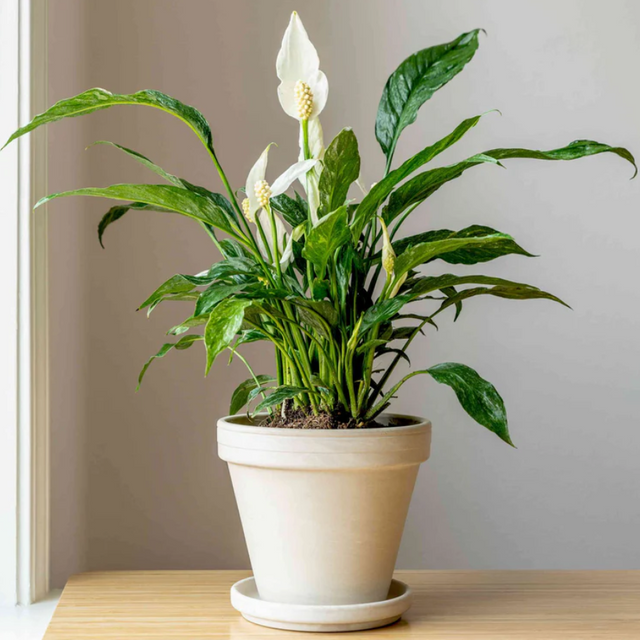 peace lily.png