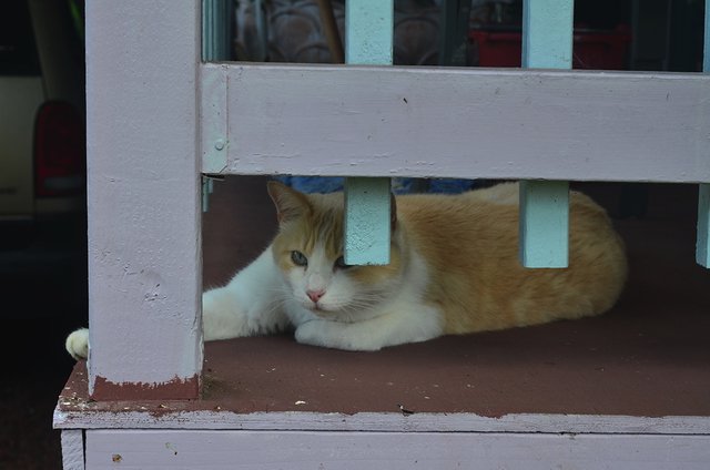 honeyboy-kapoho-farm-07-2017.jpg