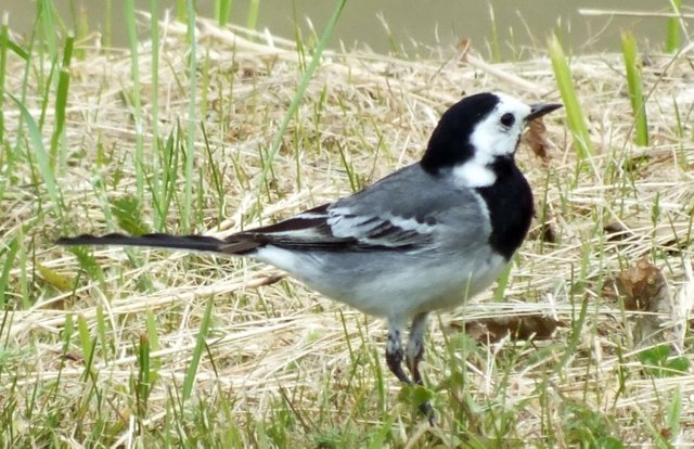 0919-Wagtail.jpg