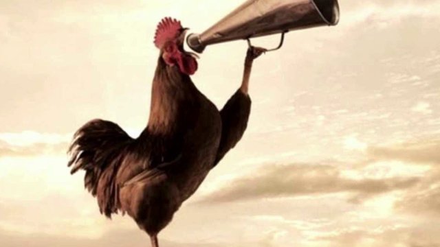 rooster-crowing.jpg