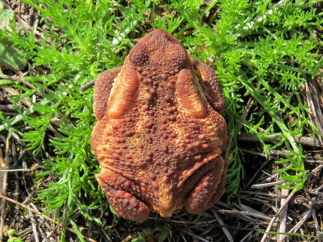 Bufo spinosus (1).jpg