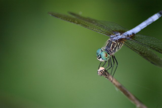 dragonfly 1-3.jpg