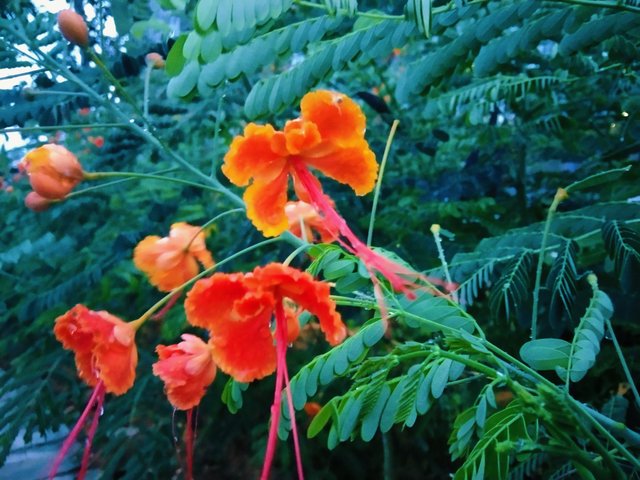 IMG_20250404_192125.jpg