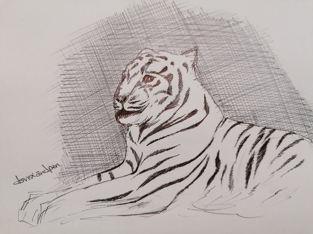 tiger pen (9).jpg