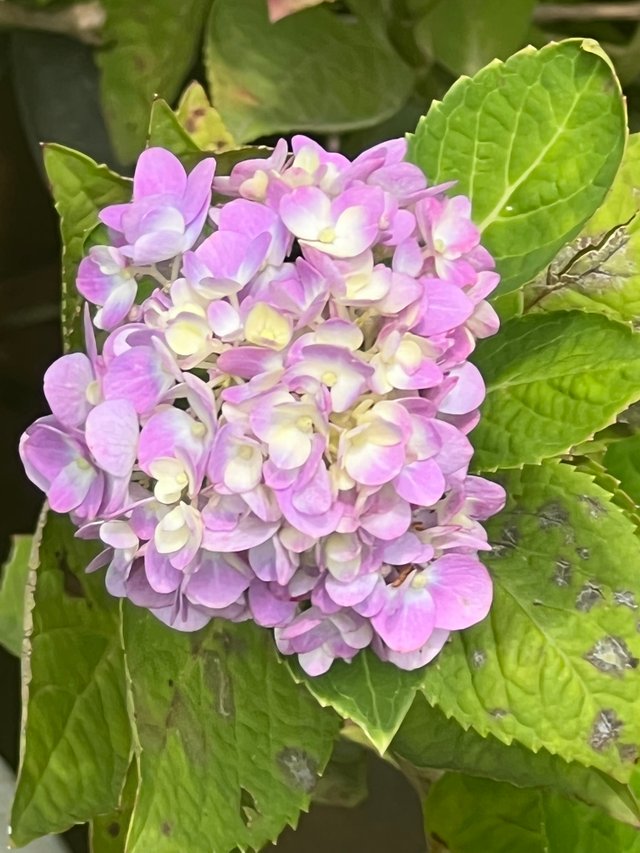 IMG_6357.jpeg