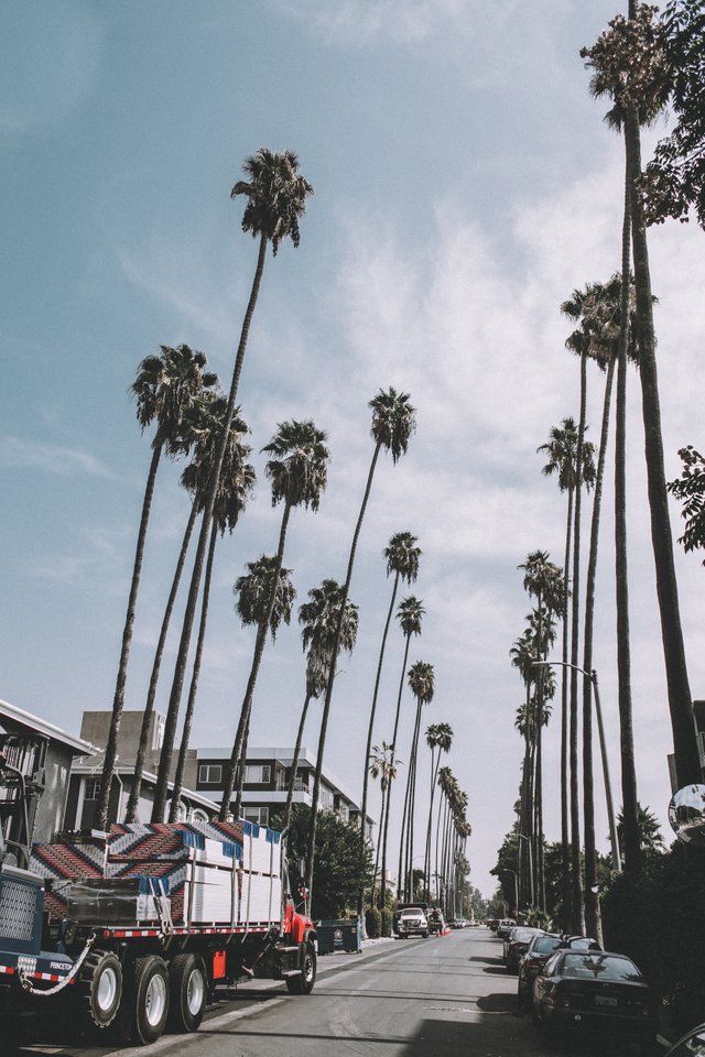 photo-of-truck-parked-beside-palm-trees-1896032.jpg