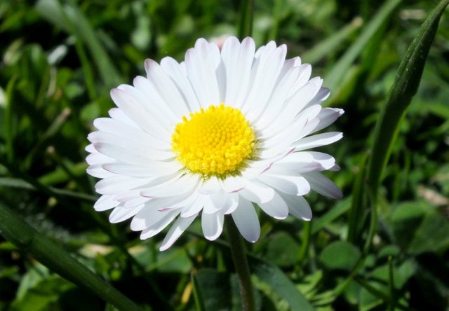 0217-Daisy.jpg