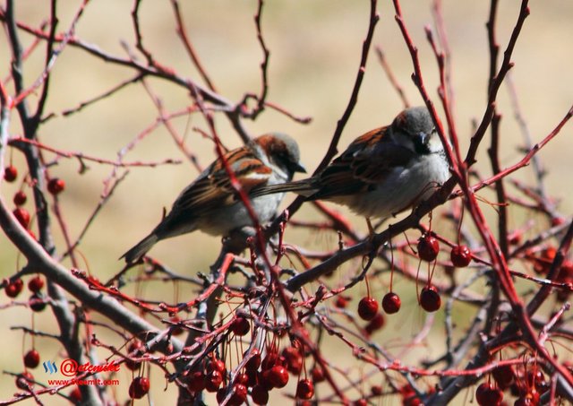 House Sparrow IMG_0081.JPG