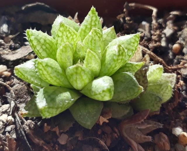 haworthia reticulata var Hurlinghii.JPG