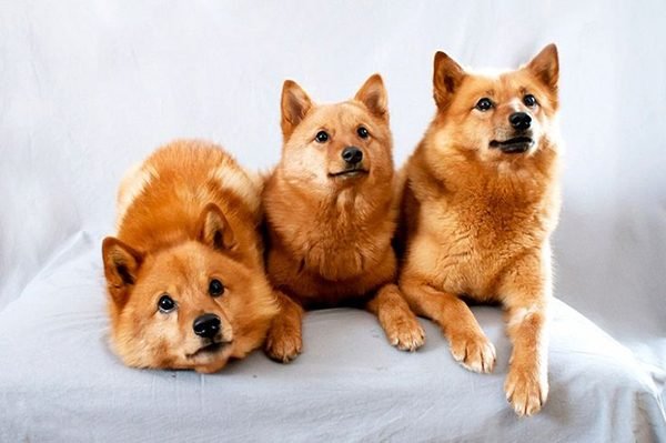 cho-san-tho-finnish-spitz-14-giong-cho-dep-nhat-the-gioi-600x399.jpg