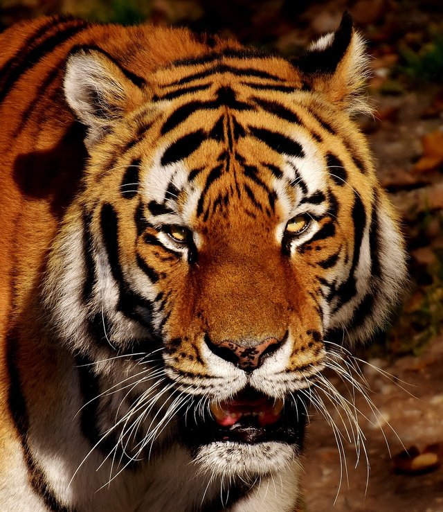 tiger-2895617_1280.jpg