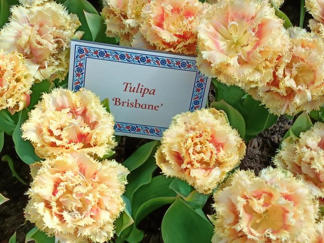 Tulipa Brisbane 1.jpg