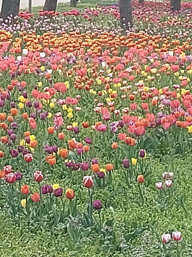 IMG_20250717_083750_706.jpg