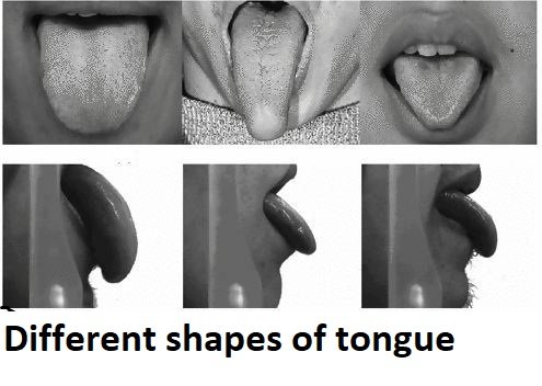 tongue-shapes.jpg
