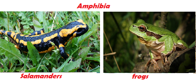 amphibia.png