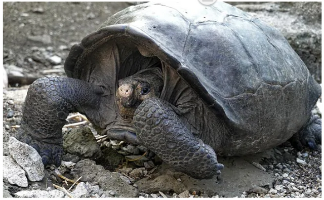 giant tortoise.PNG