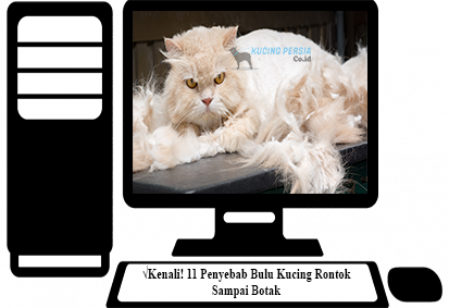 Penyebab-Bulu-Kucing-Rontok-Sampai-Botak.png